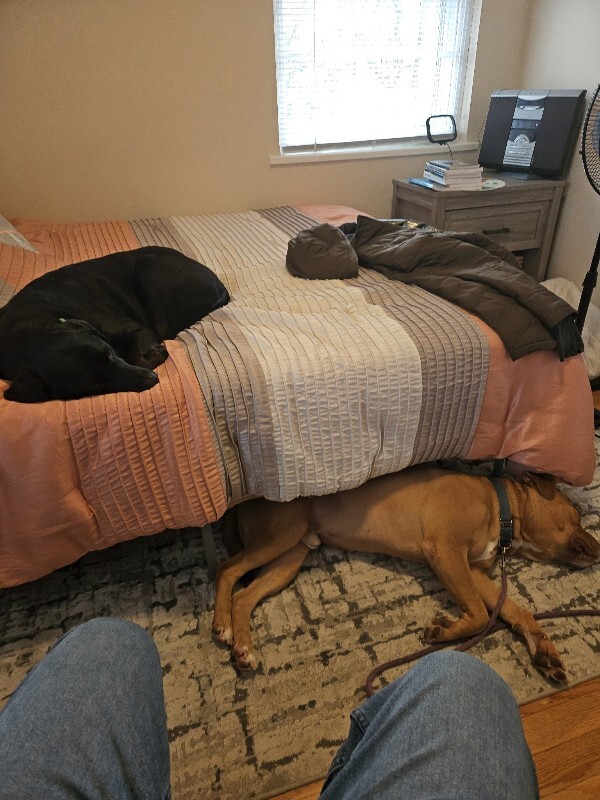 View Hairy Pawter the Dog Photo #7