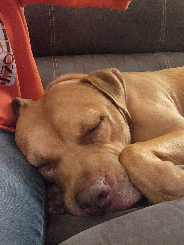 View Hairy Pawter the Dog Photo #9