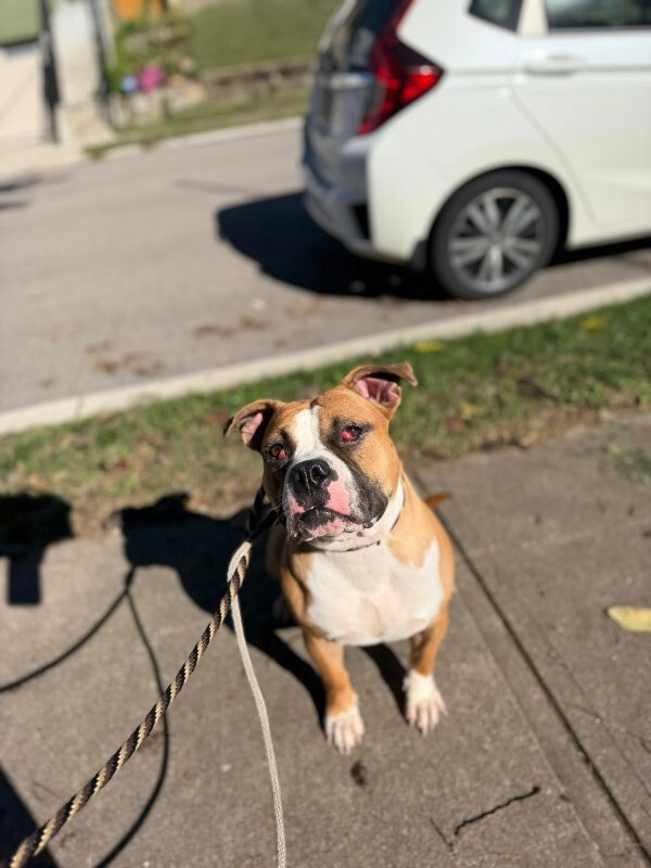 View Sideshow Bob the Dog Photo #5