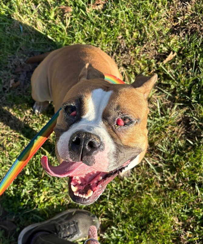 View Sideshow Bob the Dog Photo #6