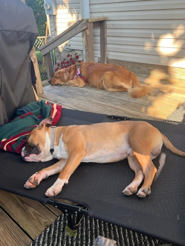 View Sideshow Bob the Dog Photo #2