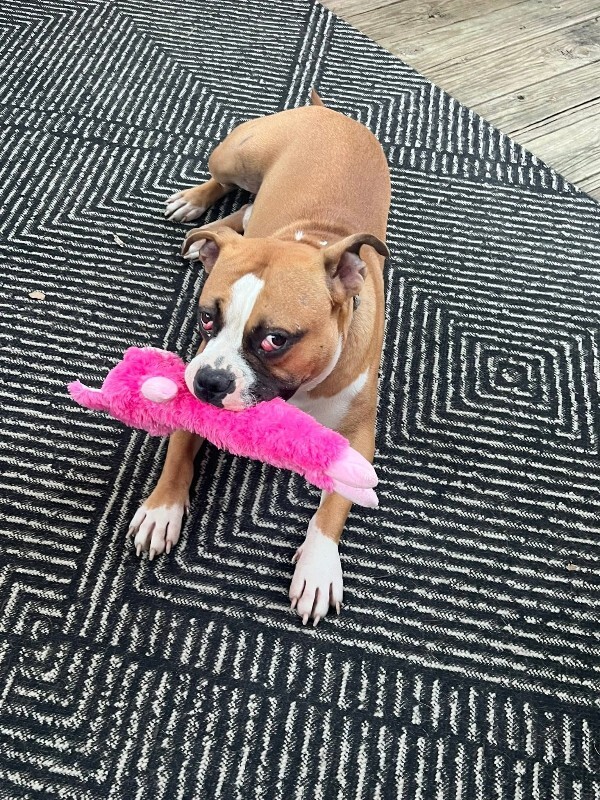 View Sideshow Bob the Dog Photo #4