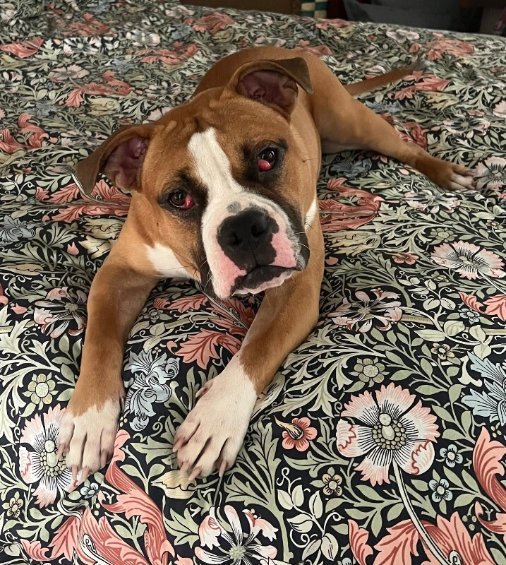 View Sideshow Bob the Dog Photo #3