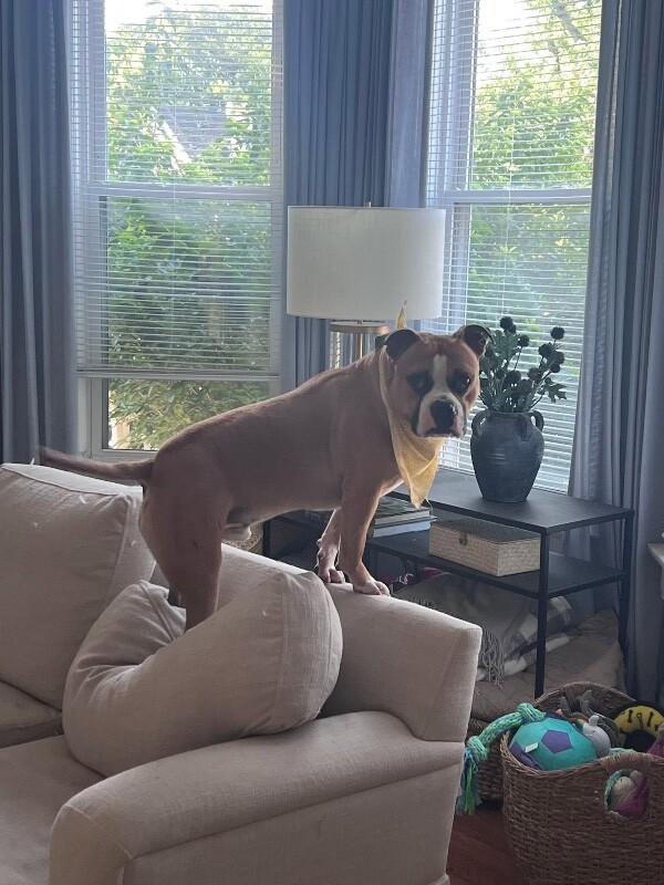 View Sideshow Bob the Dog Photo #9