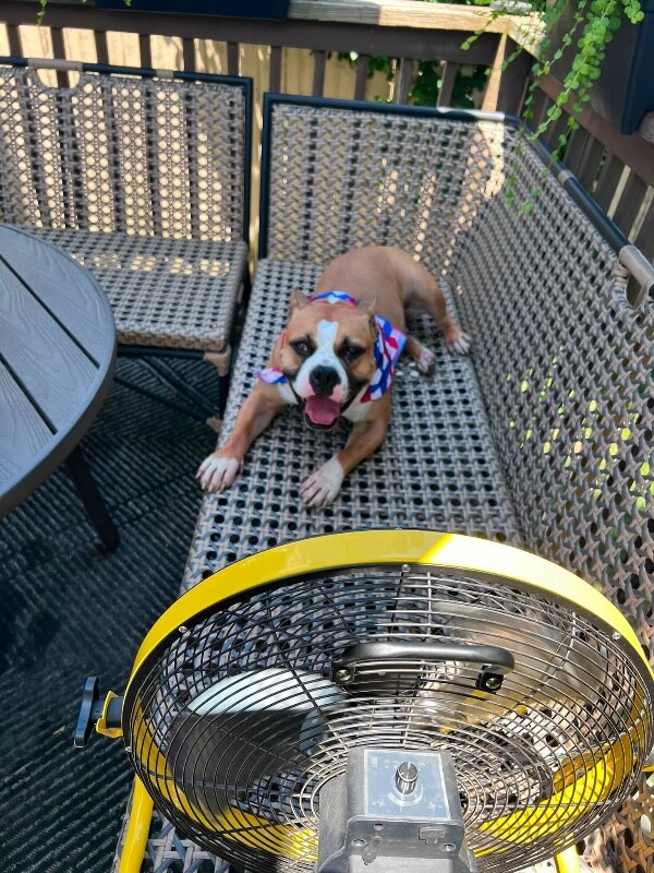 View Sideshow Bob the Dog Photo #12