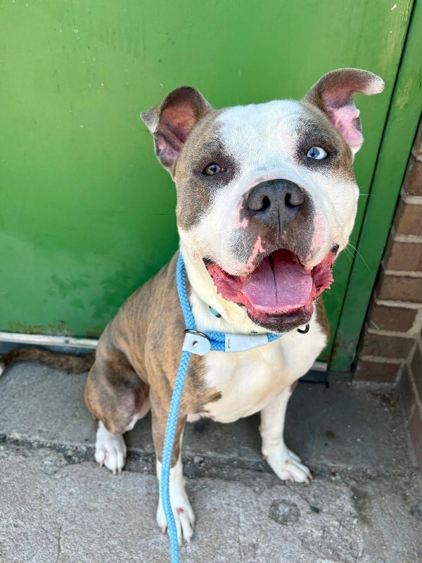 Learn More About Gotti Gotti - Dog