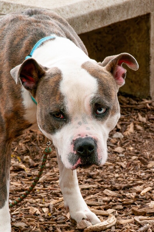 View Gotti the Dog Photo #4
