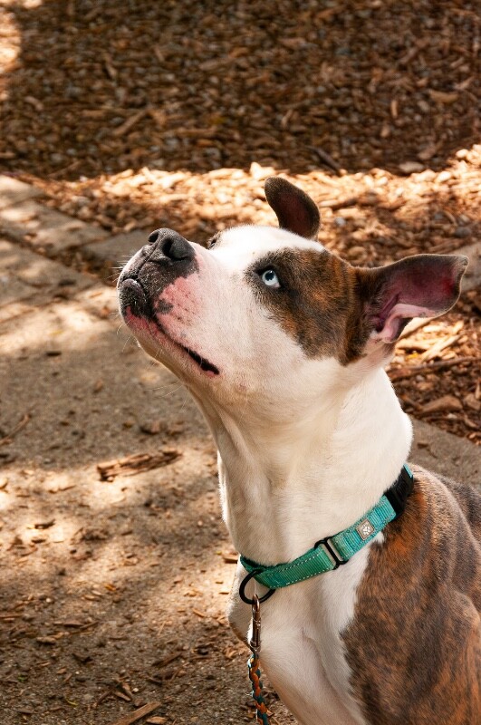 View Gotti the Dog Photo #3