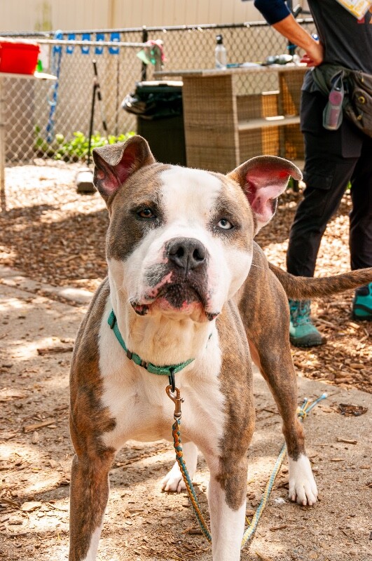View Gotti the Dog Photo #2
