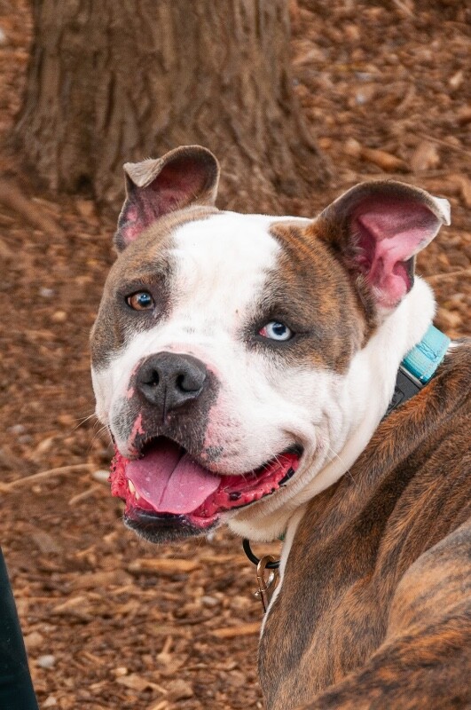 Gotti - Dog