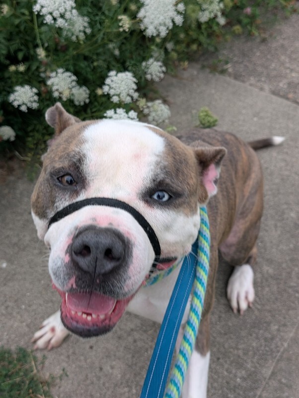 View Gotti the Dog Photo #8
