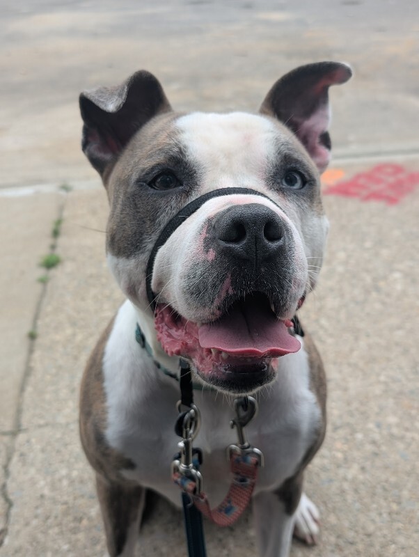 View Gotti the Dog Photo #9