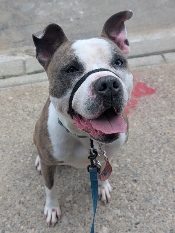 View Gotti the Dog Photo #10