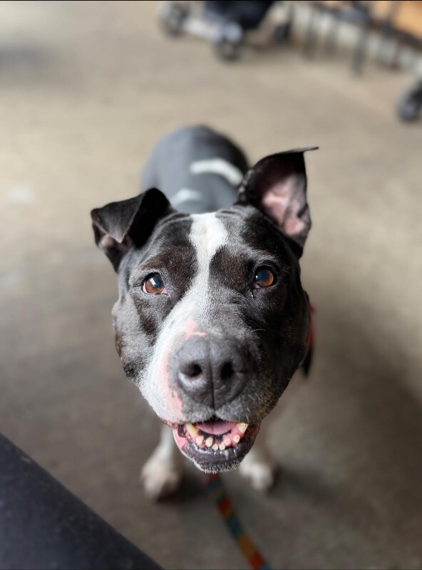 View Star the Dog Photo #4