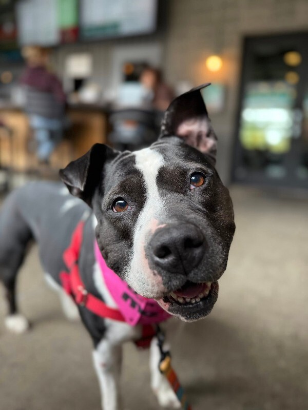 View Star the Dog Photo #14