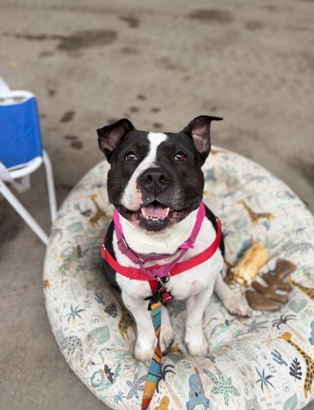 View Star the Dog Photo #17