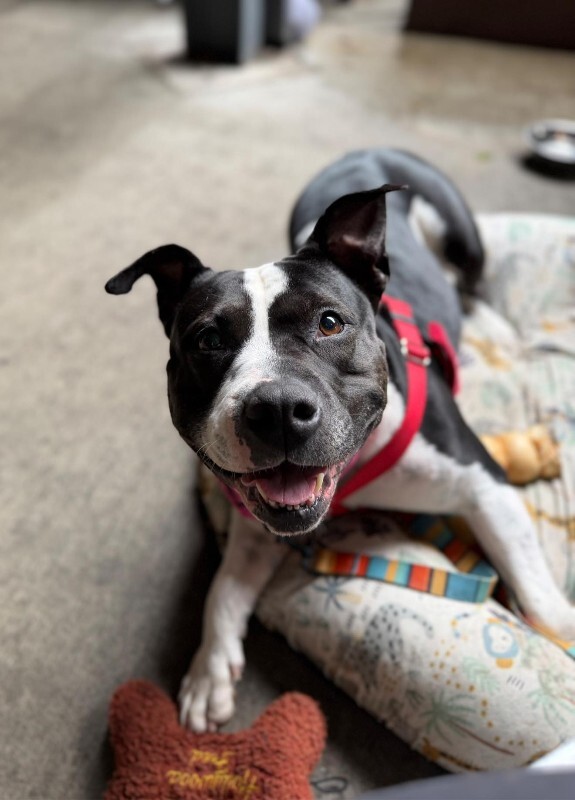 View Star the Dog Photo #10