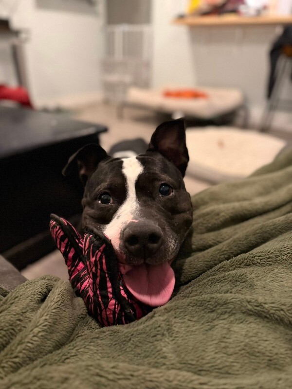 View Star the Dog Photo #15