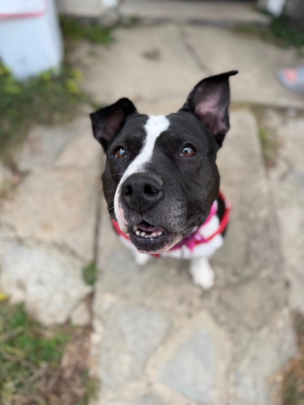 View Star the Dog Photo #8