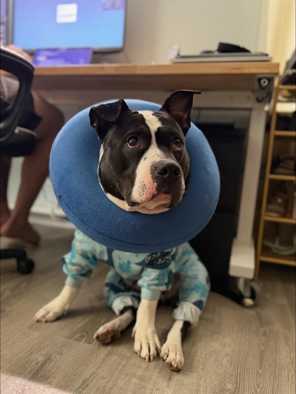 View Star the Dog Photo #13