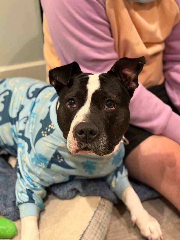 View Star the Dog Photo #9