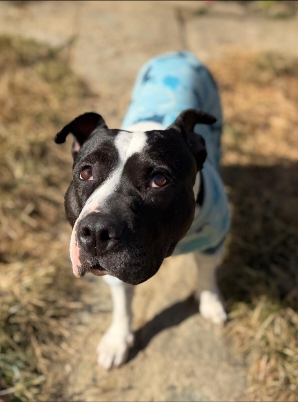 View Star the Dog Photo #11