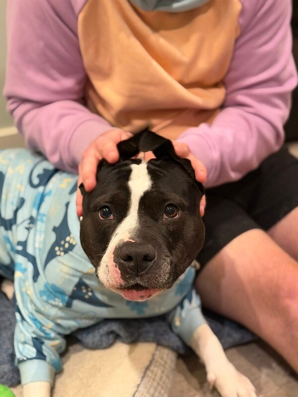 View Star the Dog Photo #6