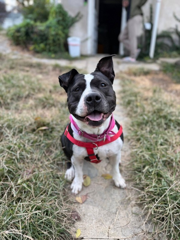 View Star the Dog Photo #16