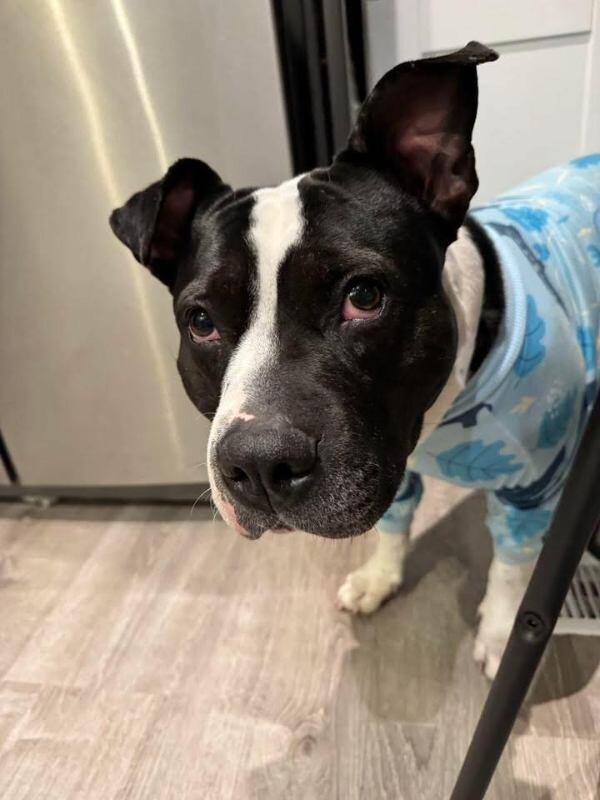 View Star the Dog Photo #12