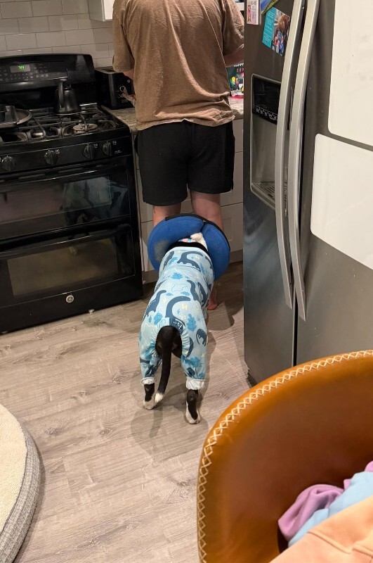 View Star the Dog Photo #7