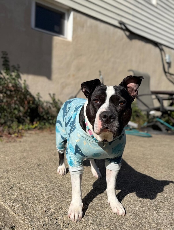 View Star the Dog Photo #18