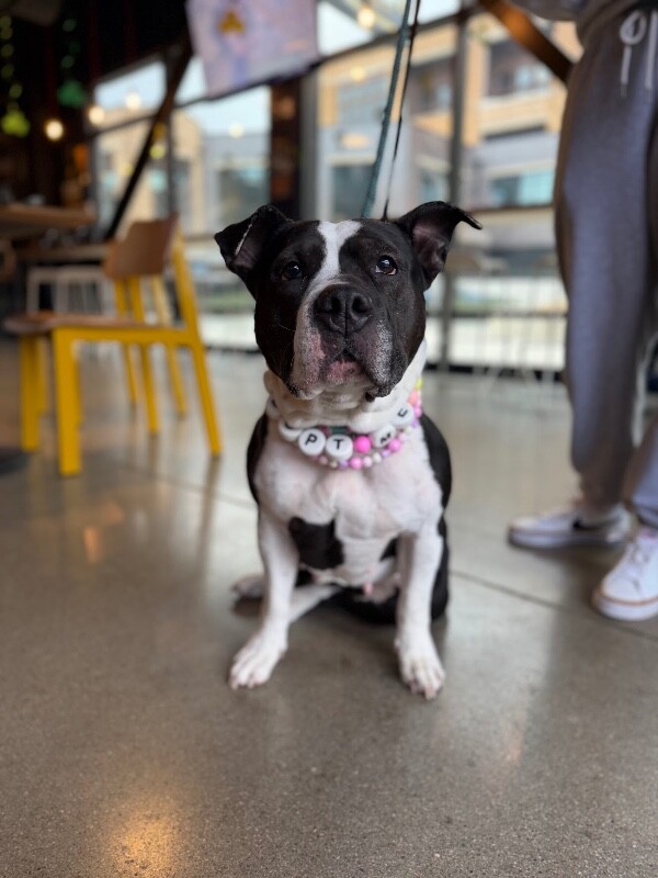 View Star the Dog Photo #7