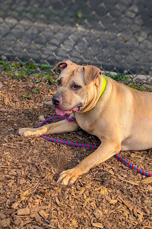 View Sandy the Dog Photo #3