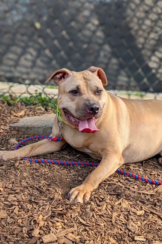 View Sandy the Dog Photo #2