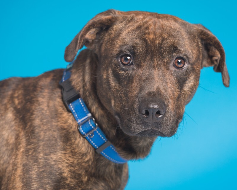 View Found Dog Photo #2