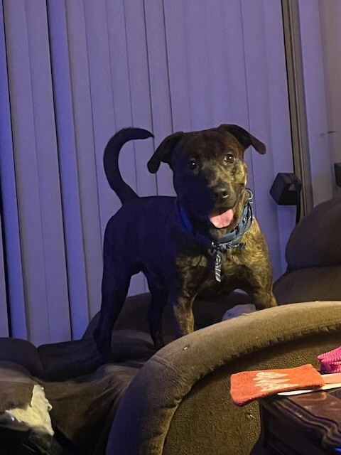 View Found Dog Photo #4