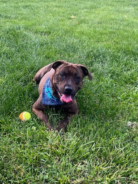 View Found Dog Photo #8