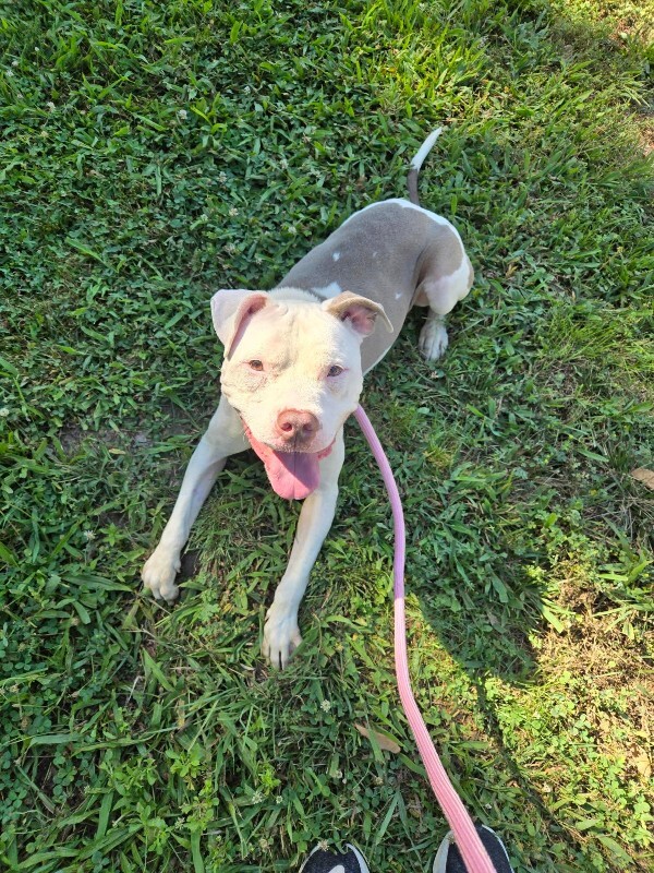 View Ernie the Dog Photo #8