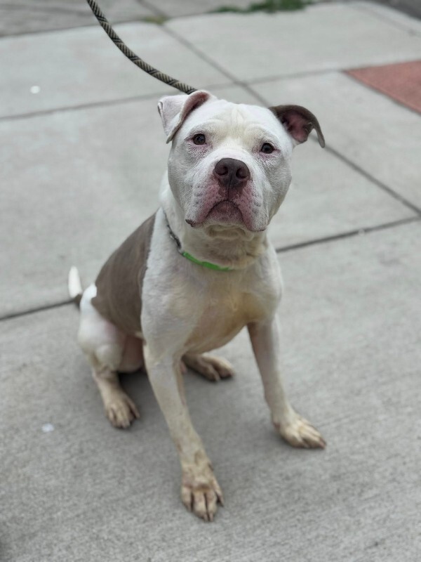 View Ernie the Dog Photo #4