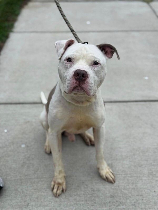 View Ernie the Dog Photo #3