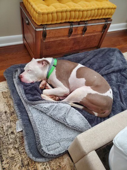 View Ernie the Dog Photo #5