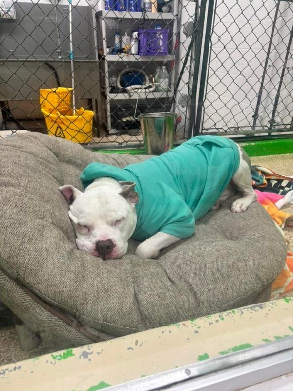 View Ernie the Dog Photo #2