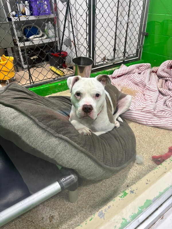 View Ernie the Dog Photo #7