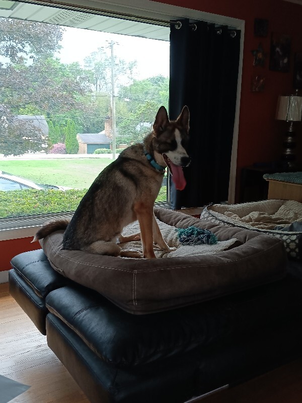 View Kaido the Dog Photo #6