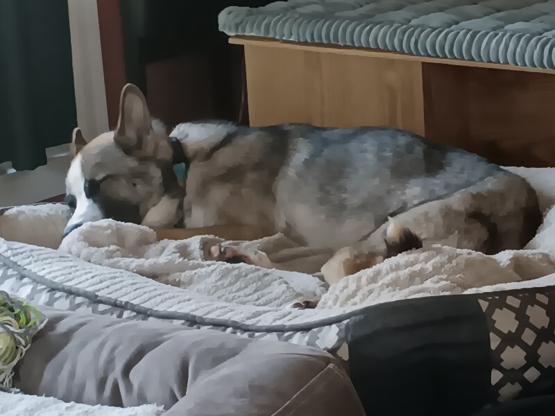 View Kaido the Dog Photo #5