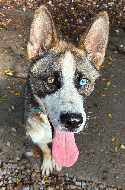 Kaido - Dog