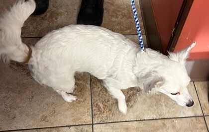 View Shelby the Dog Photo #6