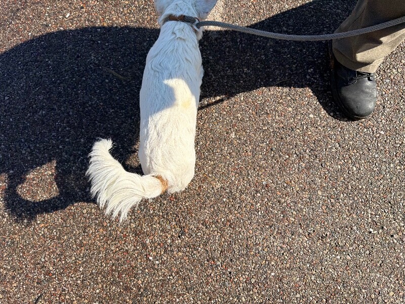 View Shelby the Dog Photo #5