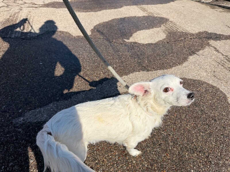 View Shelby the Dog Photo #4