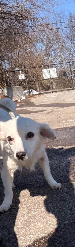 View Shelby the Dog Photo #3